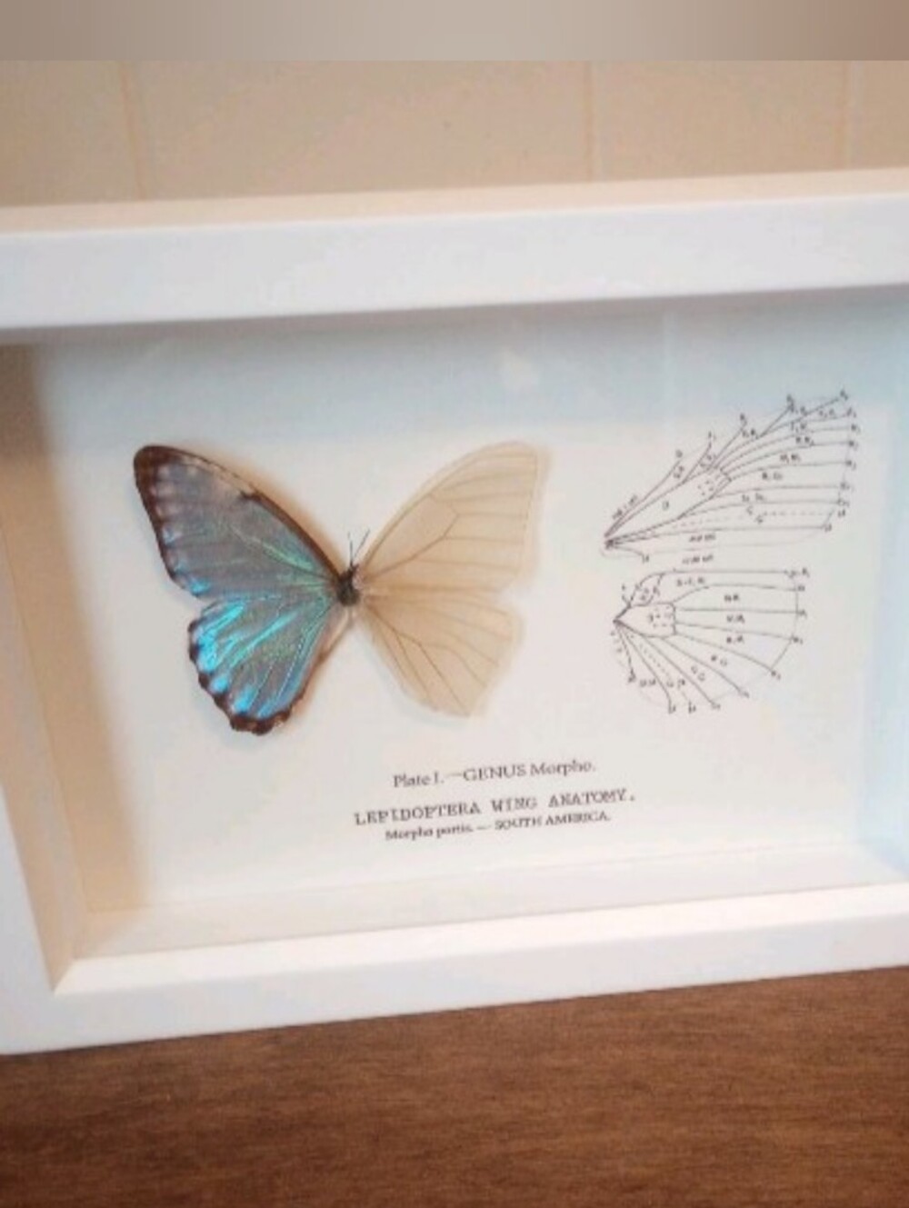 Bug Under Glass Blue Morpho Butterfly Wing Anatomy